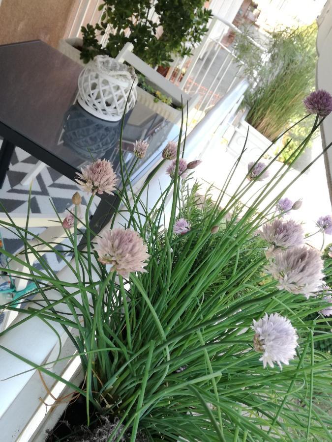51 Con Terrazzo A 50 Mt Dal - Private Parking (adults Only) Apartment
